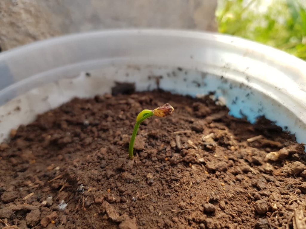 a taxus baccata seedling that has recently germinated growing in a pot