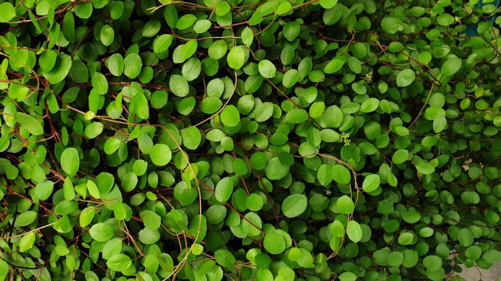 Muehlenbeckia axillaris with rounded green leaves