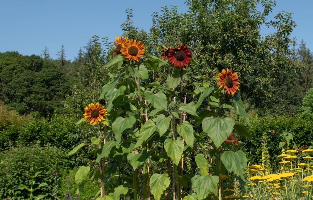 large heart-shaped serrated leaves protruding from the upright stems of a sunflower 'ruby sunset' with red and orange flower heads