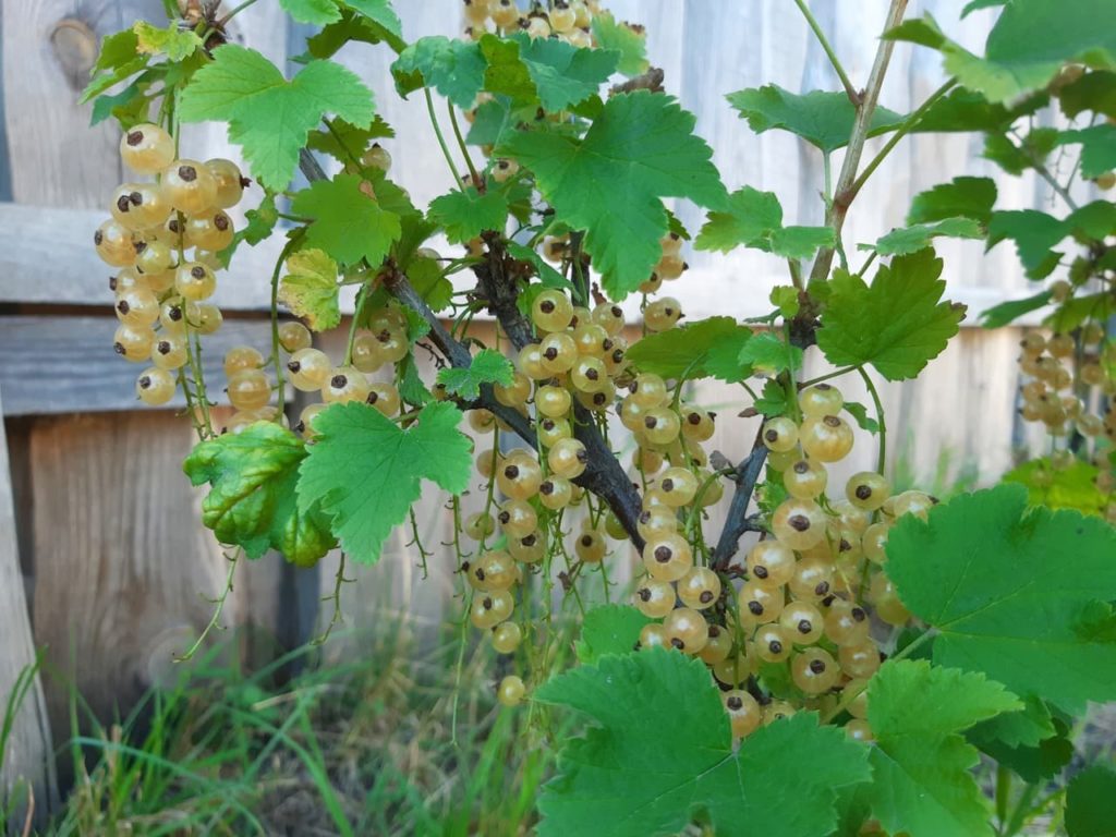 cream coloured currants and serrated leaves growing in front of a wooden fence