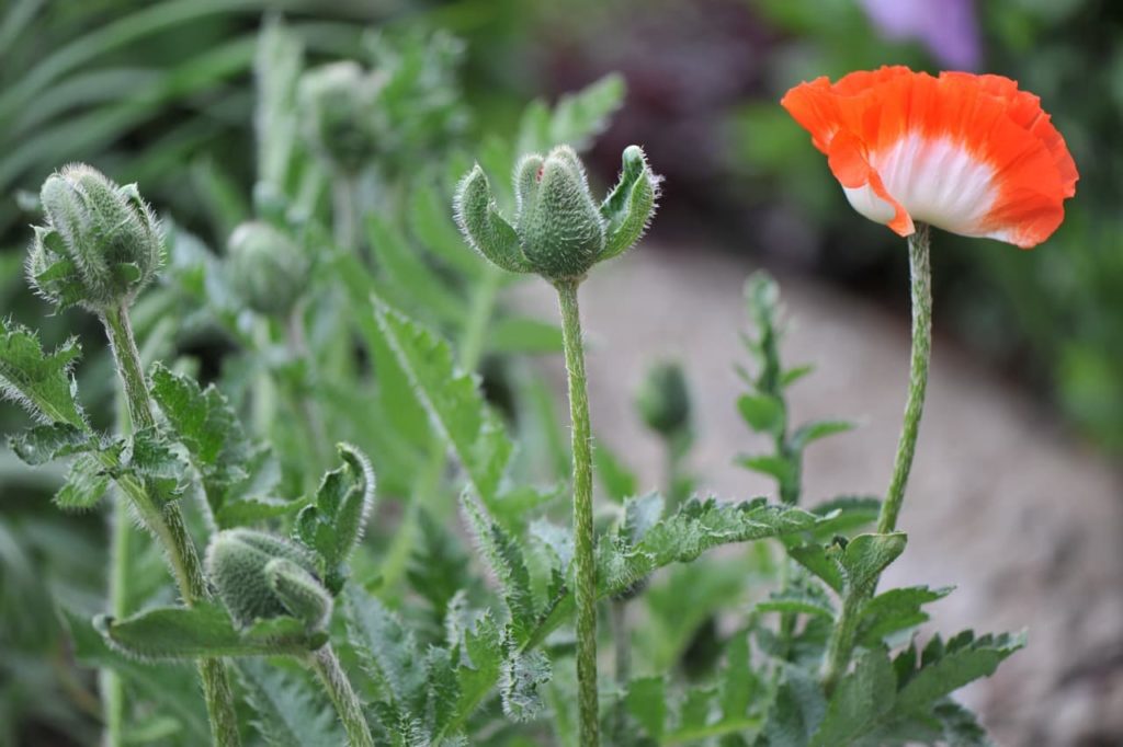 oriental poppy 'pinnacle' plant with hairy foliage, serrated leaves, green buds and a solitary orange and white flower