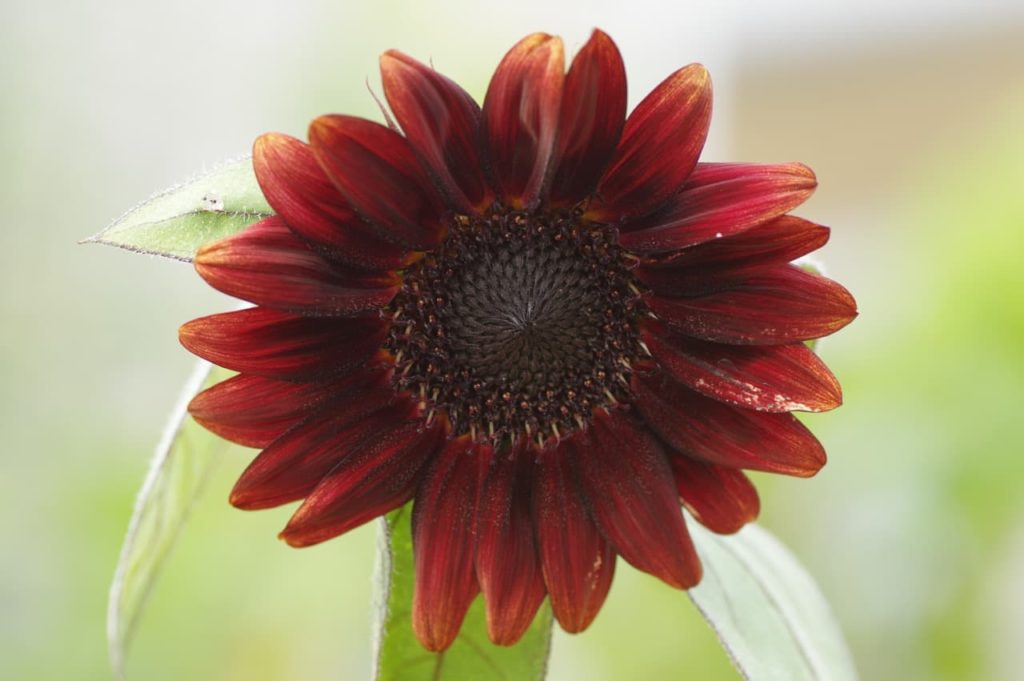 deep red flower from a H. annuus 'Claret' with a black central disc