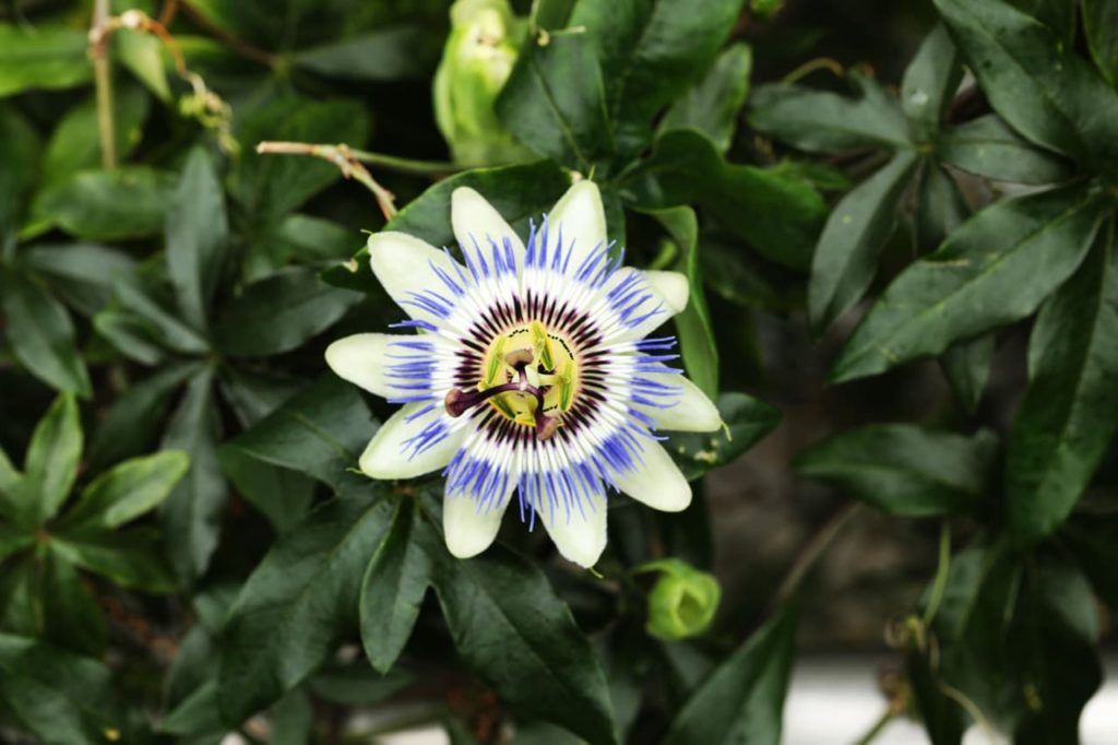 a solitary flower from a Passiflora caerulea with creamy petals and blue, white and purple detailing
