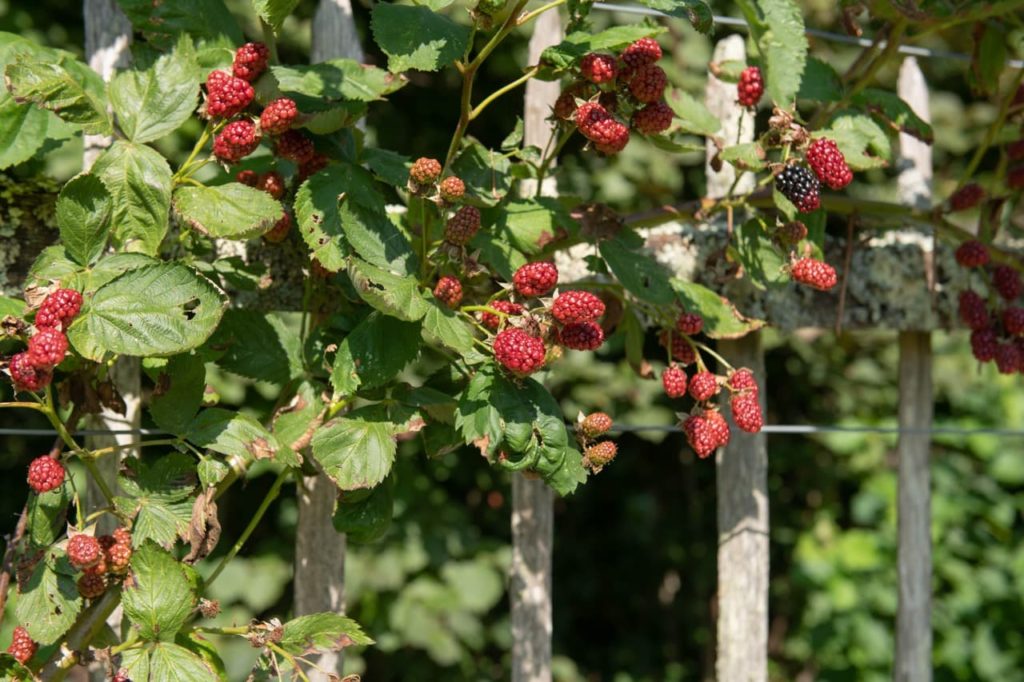 red and black fruits on a Rubus fruticosus 'Apache' plant growing against a wooden, wired fence