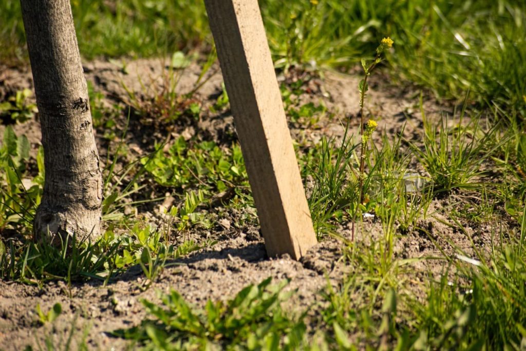 angled wooden support leaning against a tree growing from dry soil