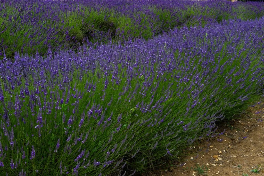 large growing lavender 'sussex' shrubs