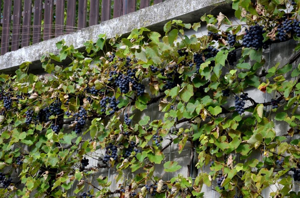wine grapes growing on a metal trellis that is fixed to a wall with cascading bunches of dark blue fruits