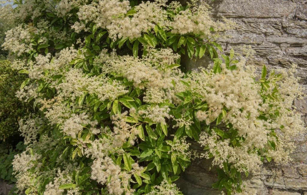 cream flowering climbing hydrangea adorning a wall with its inflorescences and lanceolate leaves