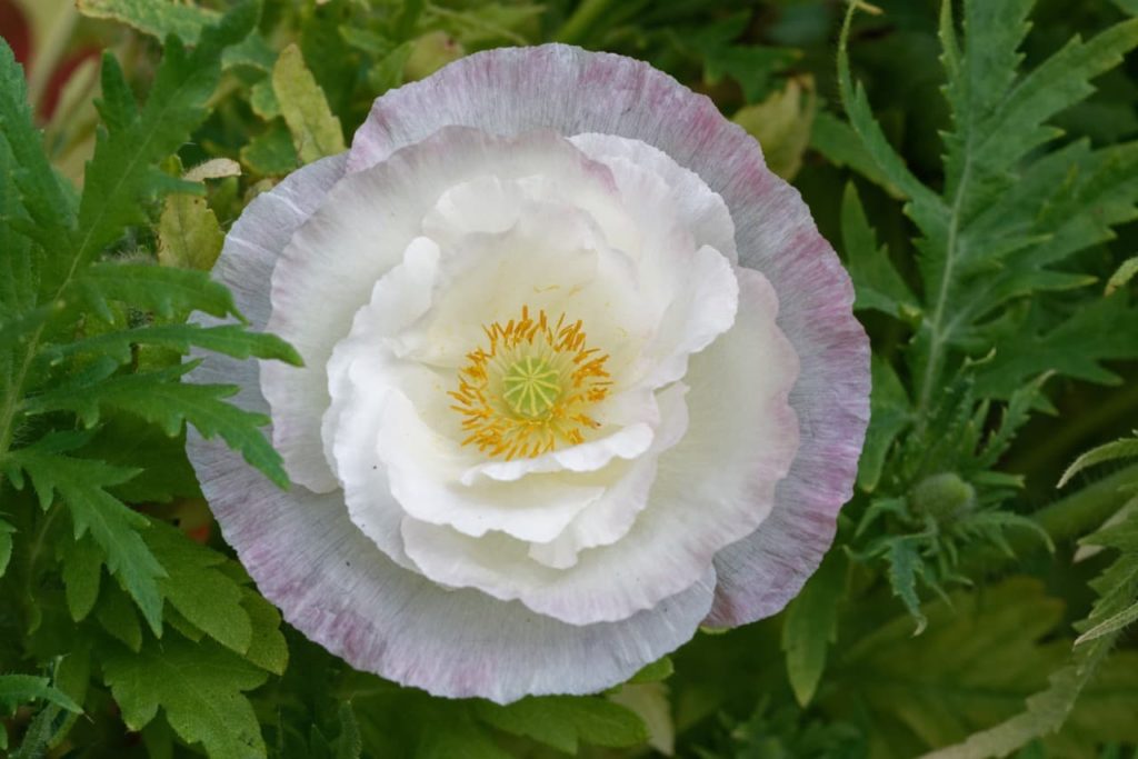 circular flower head of a Papaver rhoeas 'Supreme' flower with white petals tinged with a pale pink-purple colour