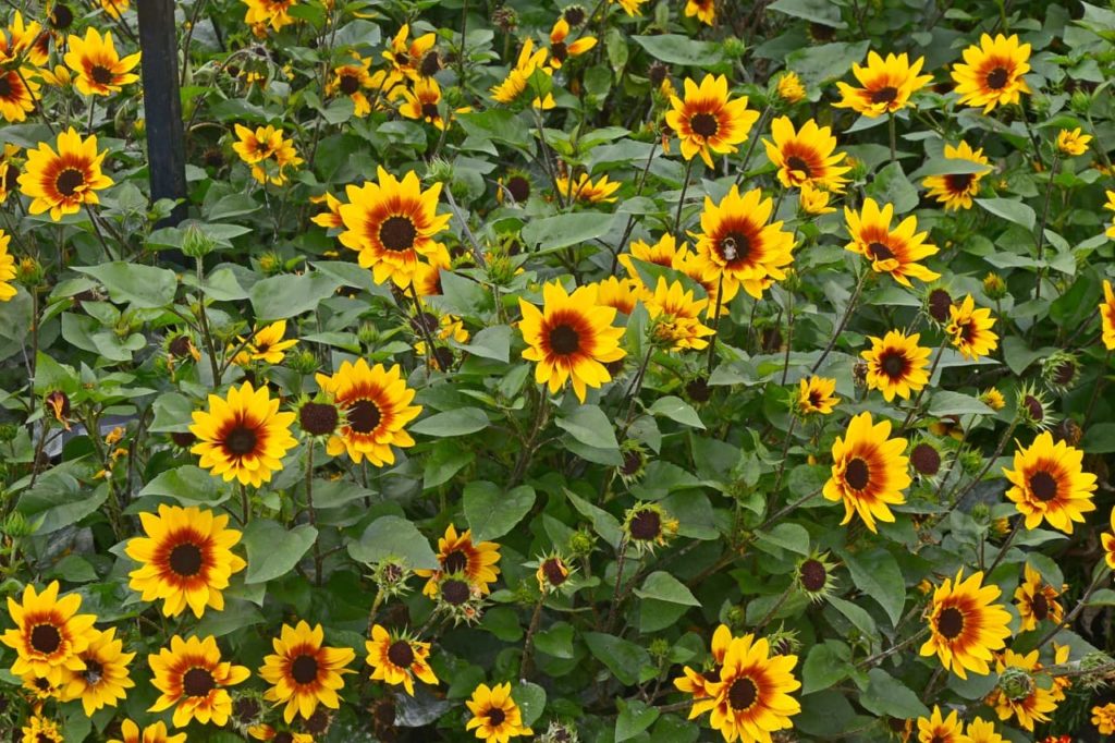 lots of 'Sunbelievable Brown-Eyed Girl’ flower heads