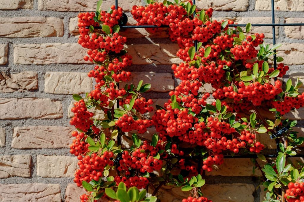 Pyracantha shrub with lots of red berries and small ovate leaves growing on a metal grid against a brick wall