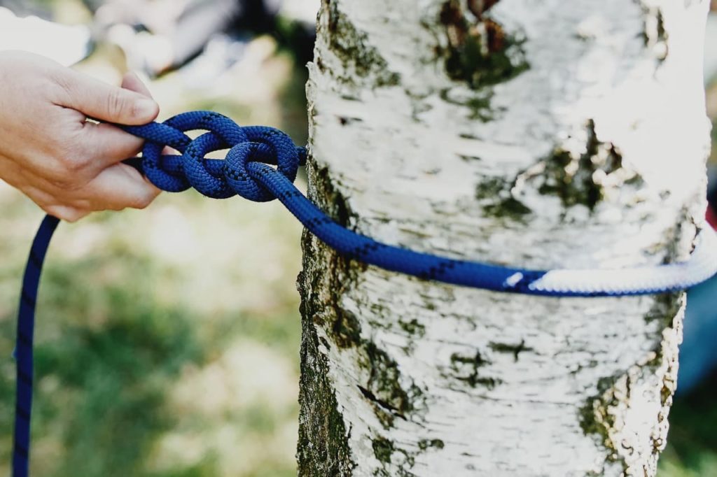 a thick, blue rope being tied in a knot around the trunk of a flaky white tree