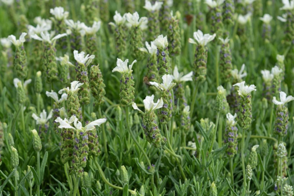 white flowers on tall stems of L. 'Ballerina'