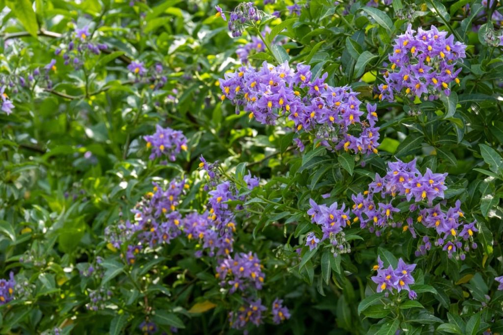 star-shaped purple blooms with yellow stamens and lanceolate leaves from a Solanum crispum plant