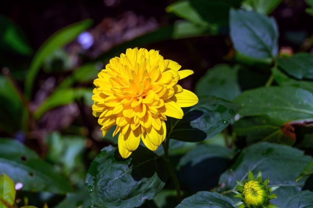 rosette-forming yellow flower atop a dark green stem from helianthus 'loddon gold'