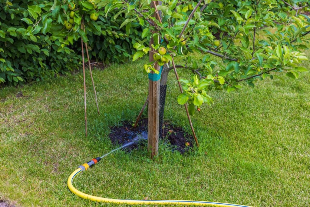 a hose pipe positioned at the base of a well-supported apple tree that is bearing fruit