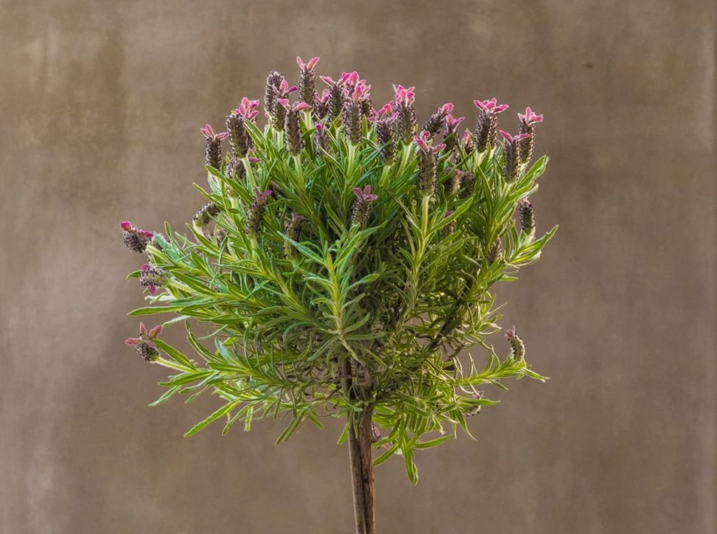 potted lavandula shrub of the variety 'willow vale' that has been pruned into a globular shape with pink flowers