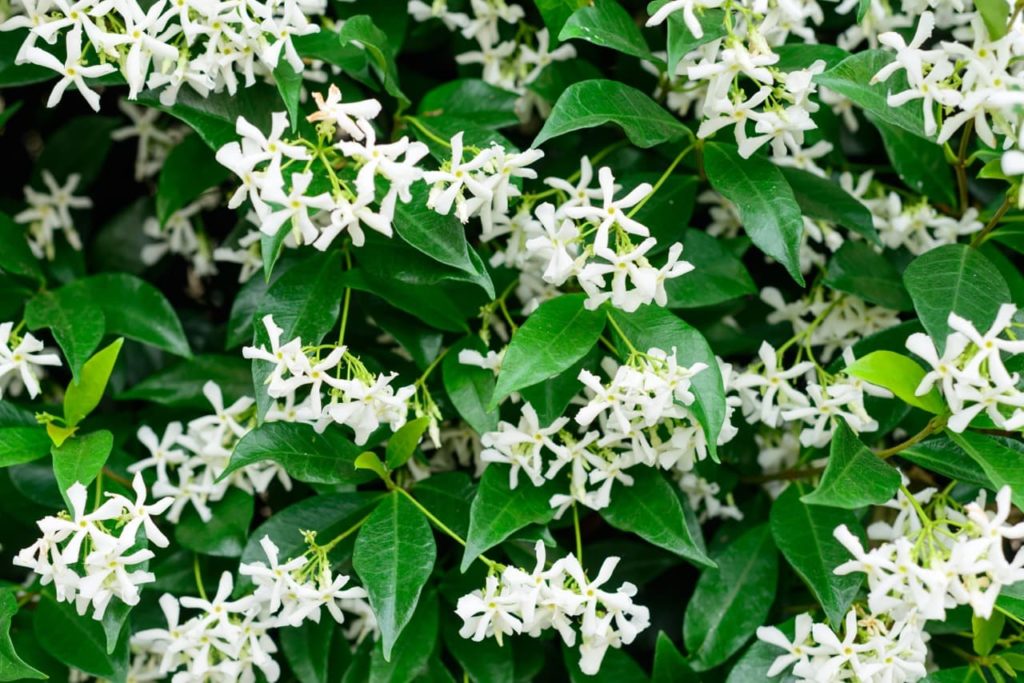 Trachelospermum jasminoides with star-shaped white floewrs and lanceolate glossy leaves