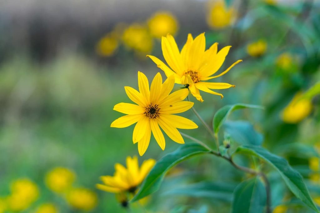 Maximilian sunflowers with lanceolate leaves, long and narrow yellow petals and a black centre