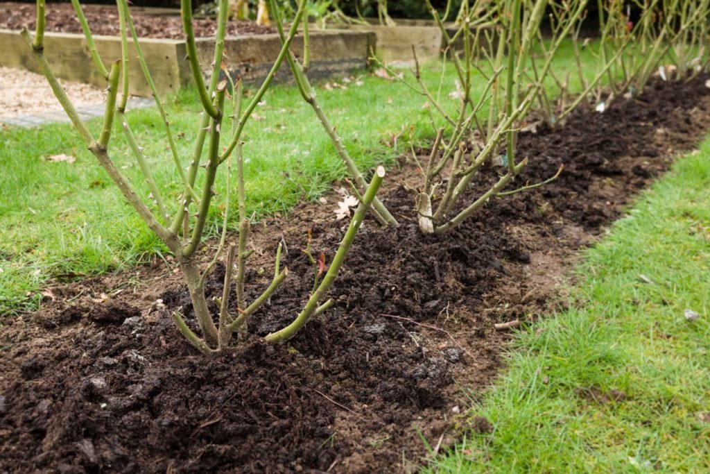 a row of roses with bare green branches covered in well-rotted manure
