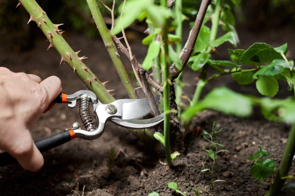 secateurs being used to cut an old woody stem from a rose plant
