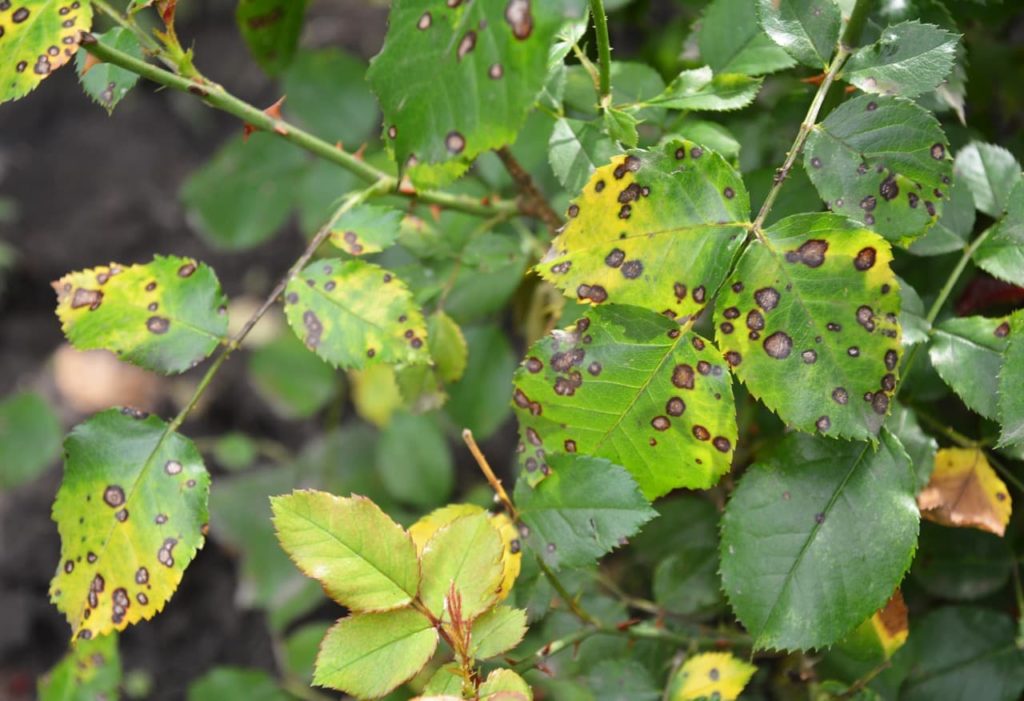 black patches on the ovate, serrated leaves of a rose shrub suffering from black spot
