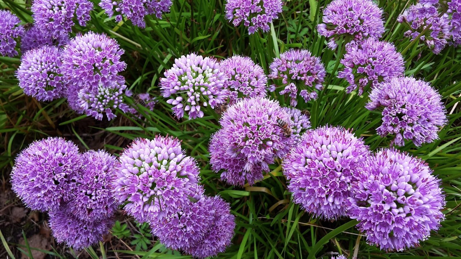 lots of alliums with pale, ball-shaped purple clusters of flowers