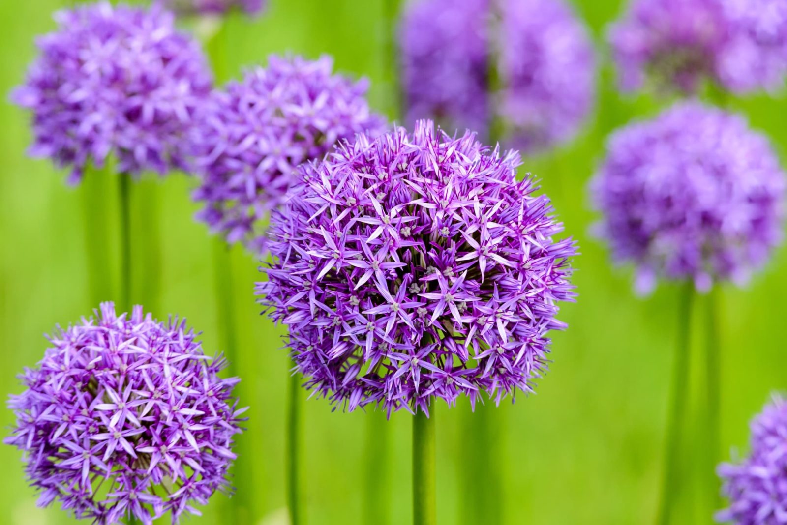 a rounded cluster of tiny purple flowers growing on top of erect stems in a drift