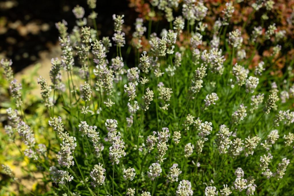 Lavender 'Edelweiss' with tall stems doting creamy white flowers