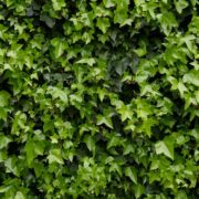 hedera helix shrub with palmate shaped leaves covering the wall it's growing against