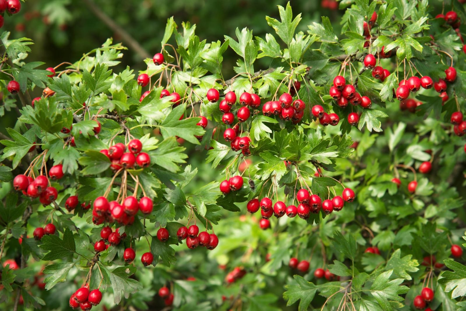 round red berries growing on a hawthorn shrub with lobed leaves
