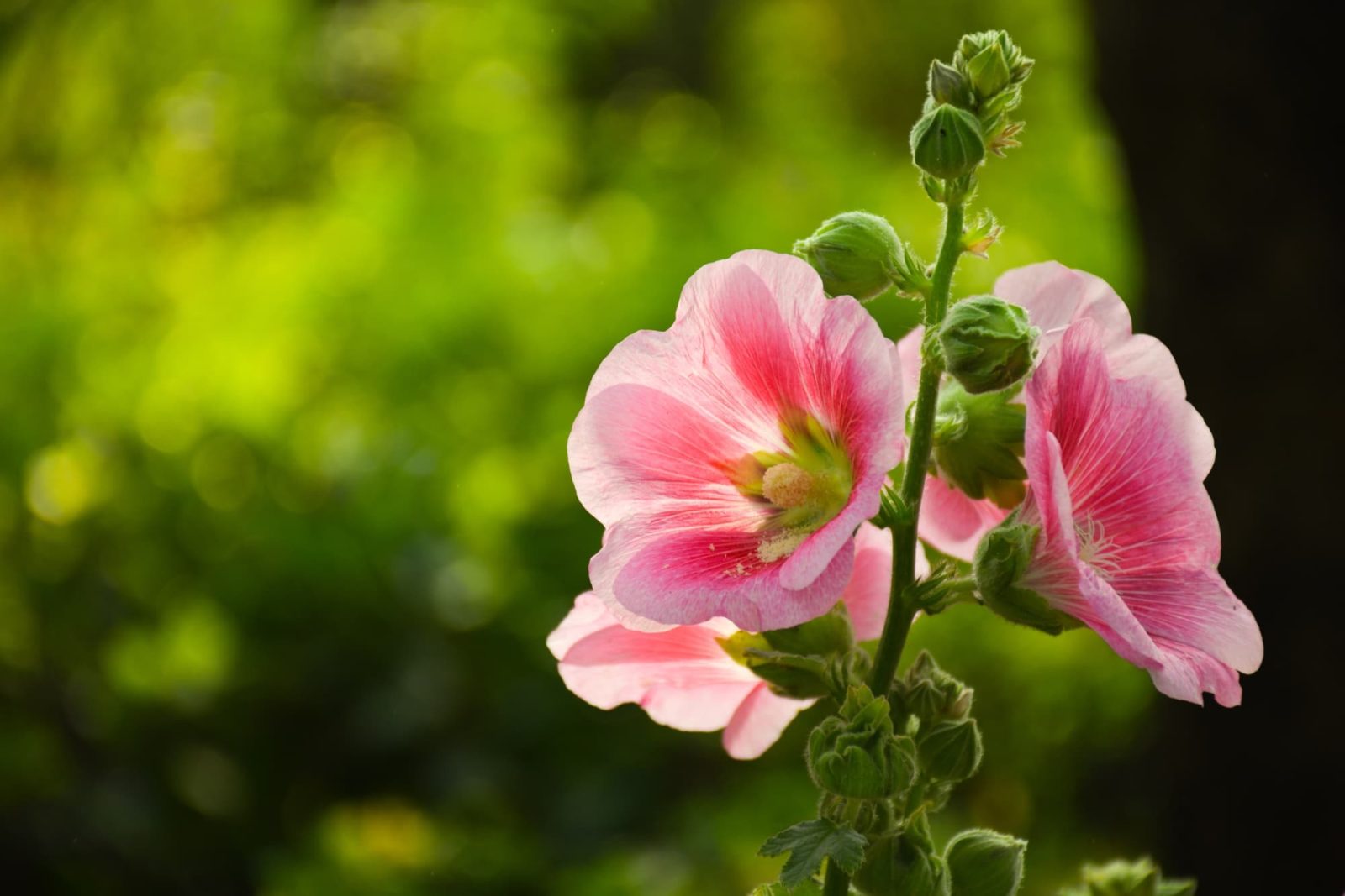 bowl-shaped pink flowers of a hollyhock stained a darker pink on the inside of the petals