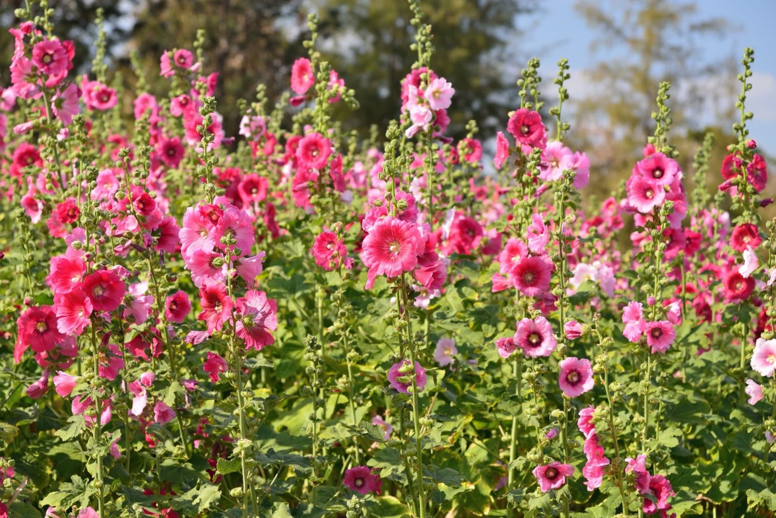 a field full of tall hollyhocks with pink flowers