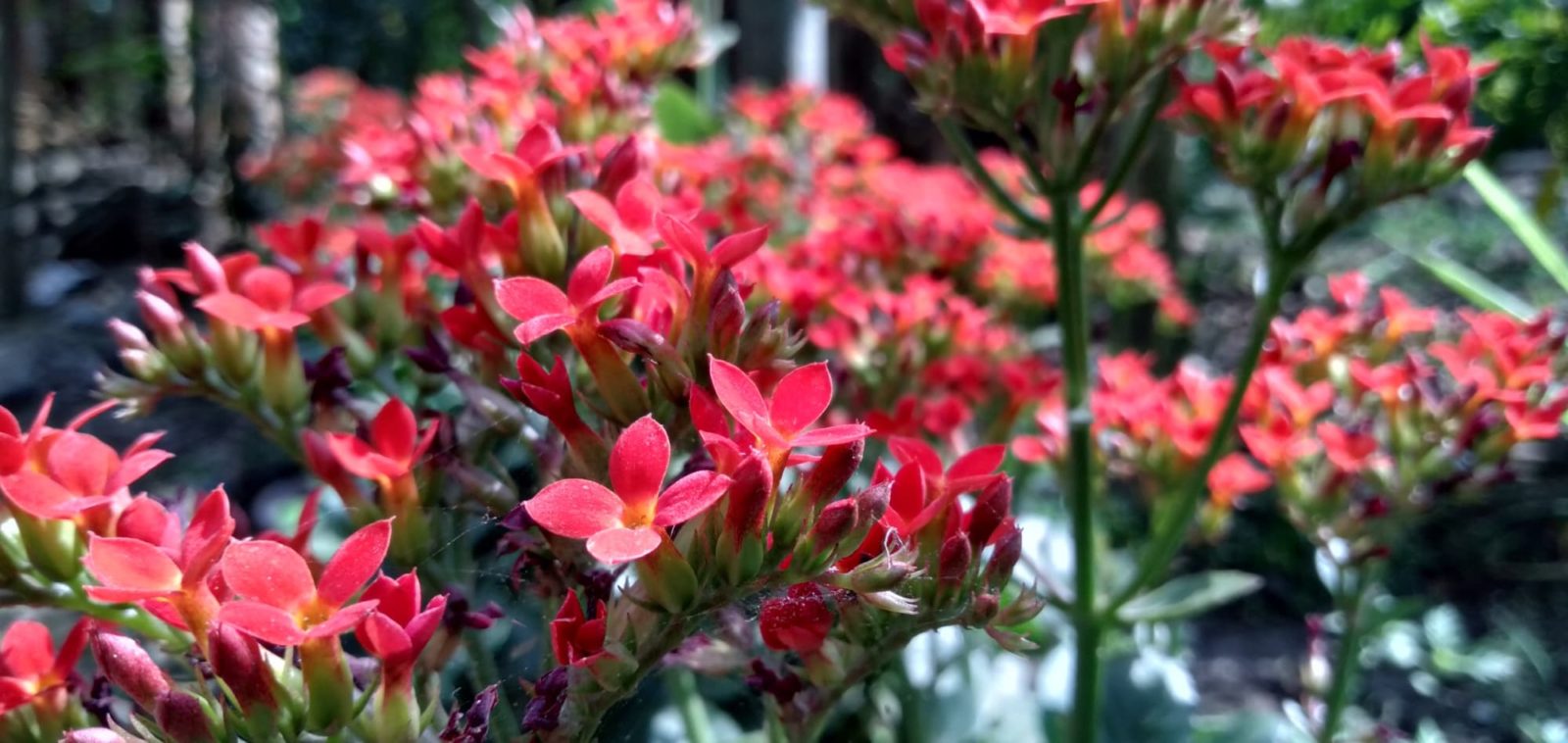 Kalanchoe blossfeldiana with pink flowers and glossy foliage