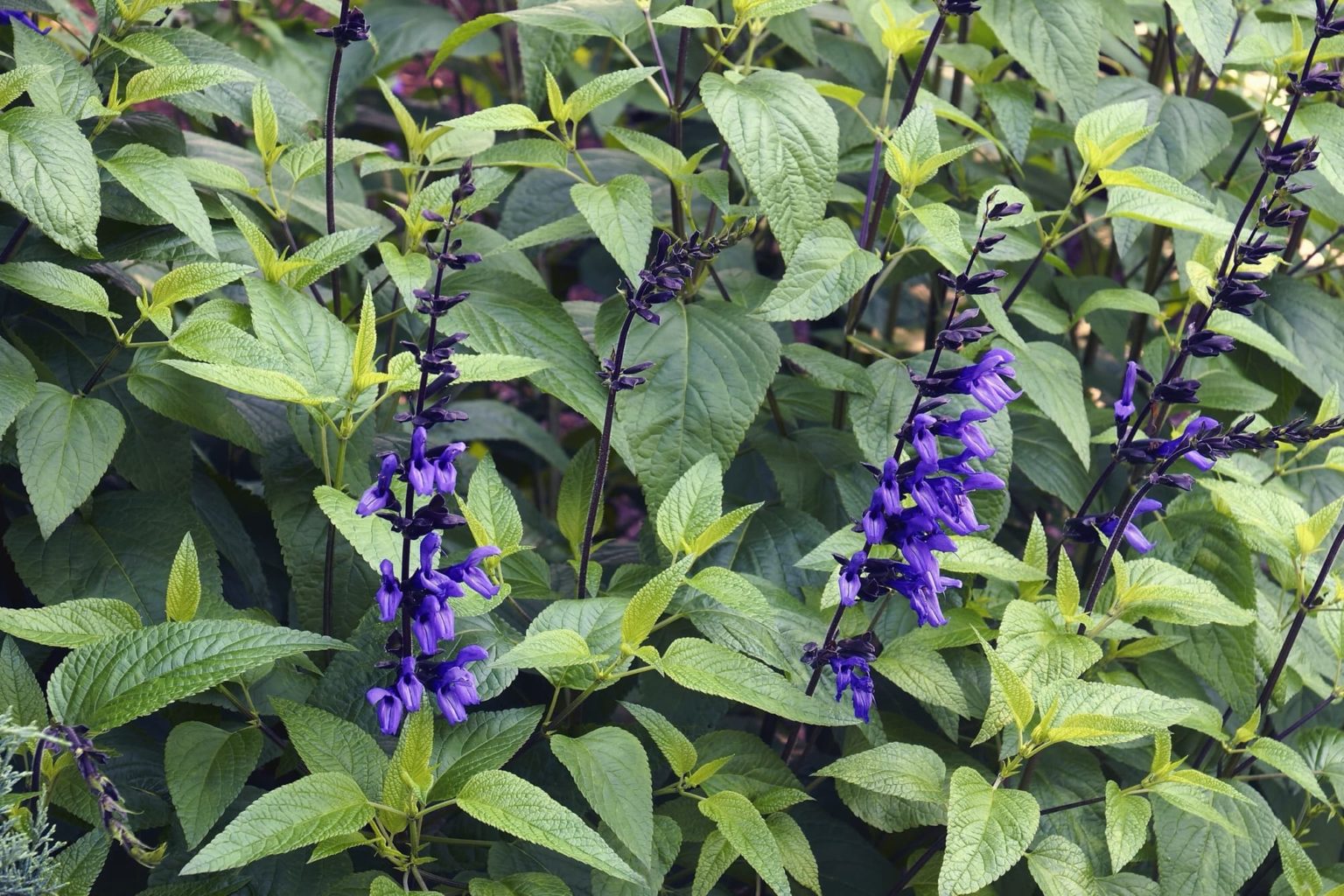 Pruning Salvia The Complete Guide Horticulture.co.uk