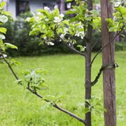 a young tree staked to a wooden support with a black attachment