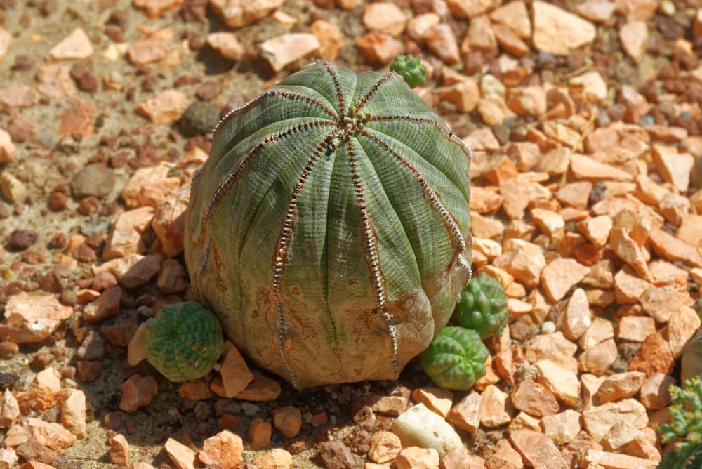 dome shaped E. obesa growing in rocky ground