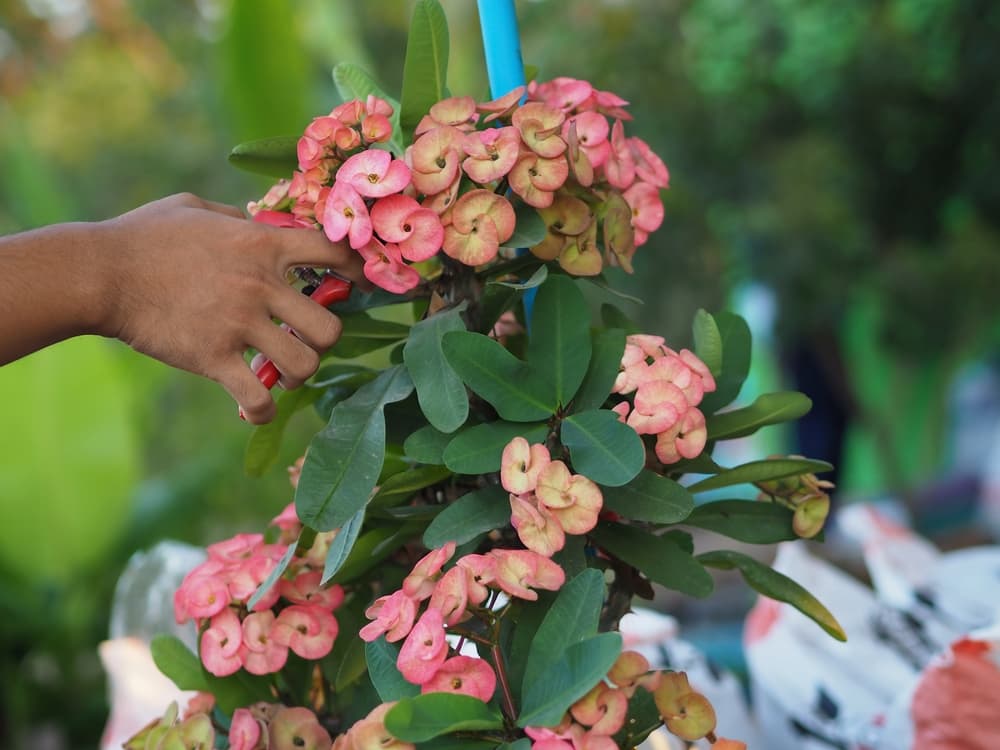gardener using secateurs to prune spent flowers of a Euphorbia milii plant