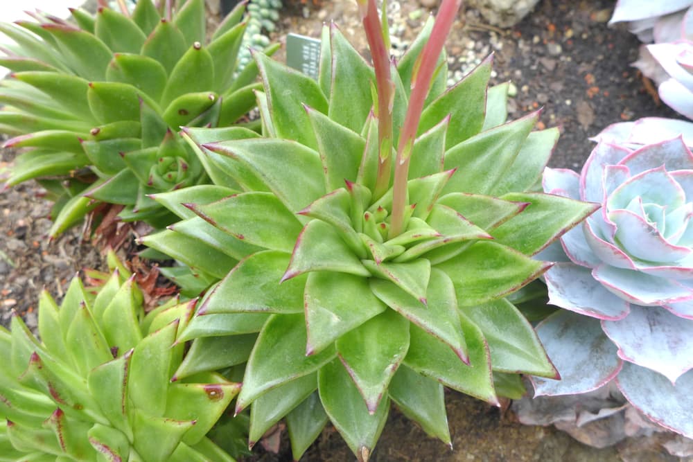 E. agavoides 'Red Edge' growing in a succulent border