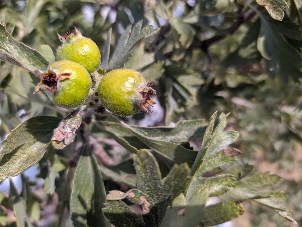 green berries and leaves of C. tanacetifolia
