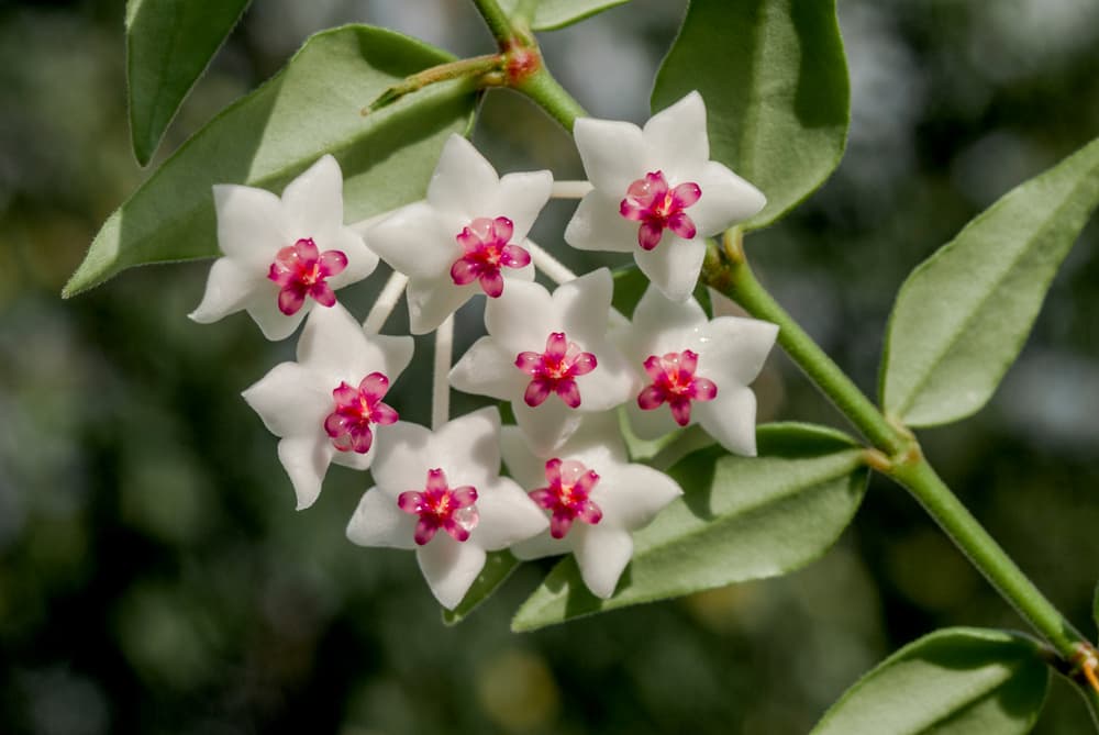 star shaped white and pink flowers of H. lanceolata subsp. bella