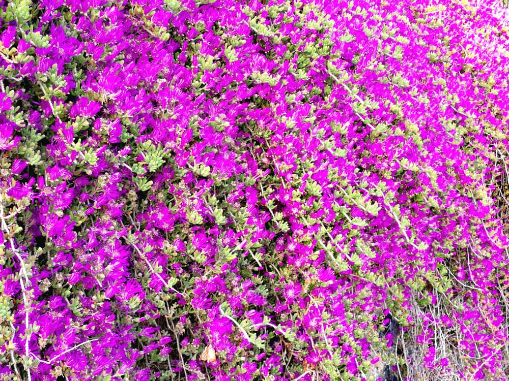 Delosperma aberdeenense with bright purple flowers growing up a wall