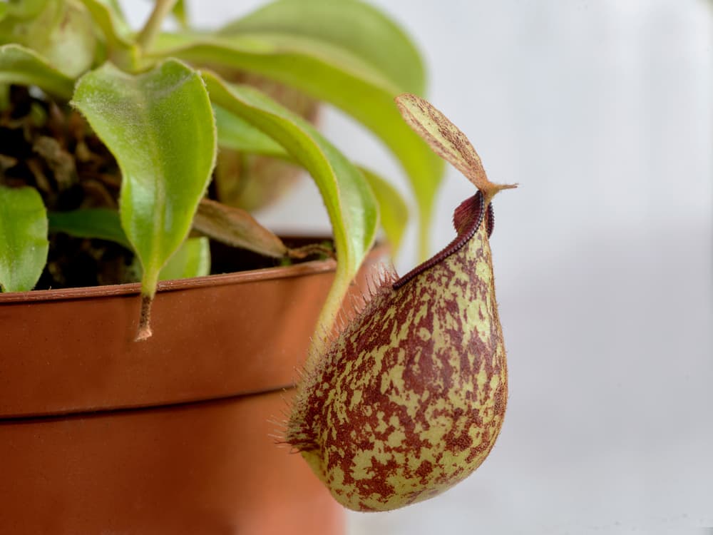 pot growing Nepenthes x hookeriana with wide bulbous pitchers