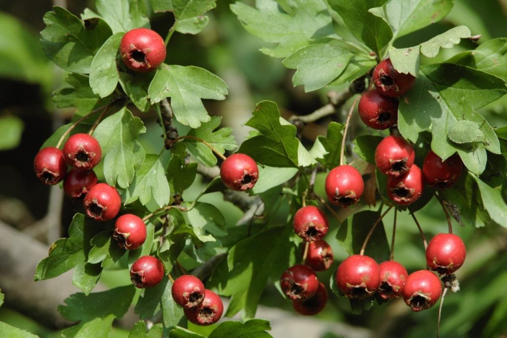 Crataegus monogyna shrub with round red berries and crenated leaves