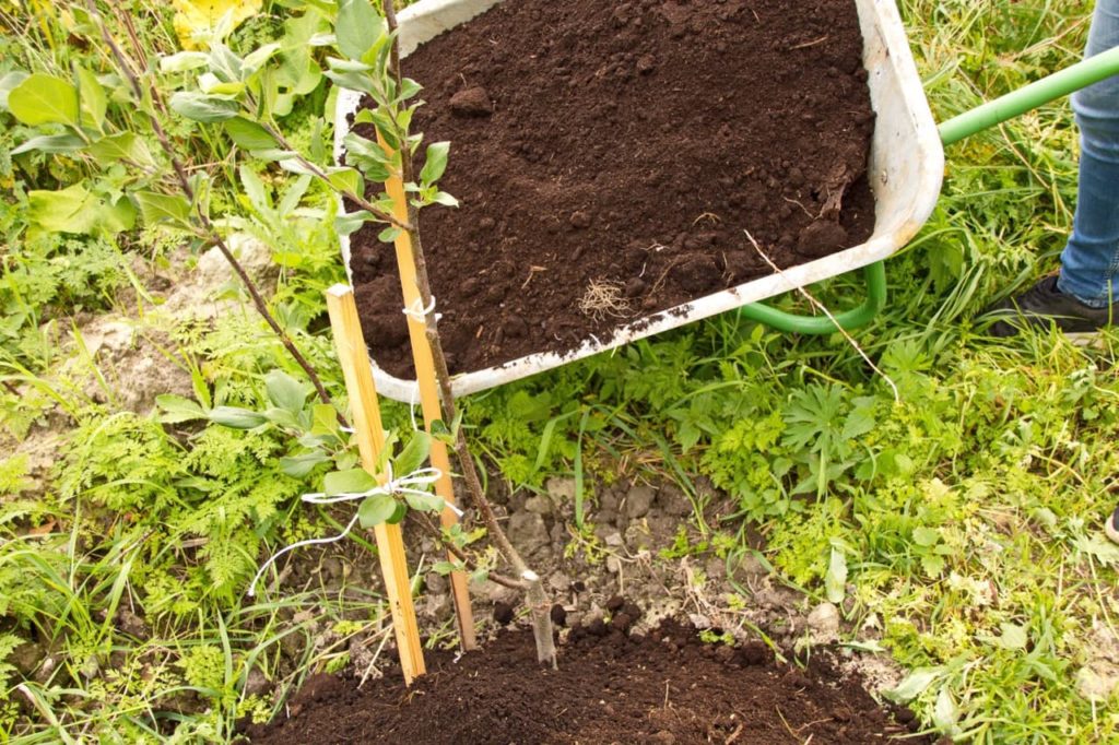 a wheelbarrow full of humus-rich mulch being added to the planting hole of a apple tree seedling