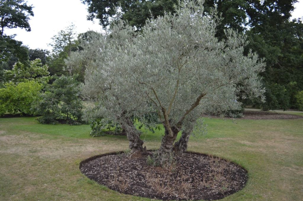 mature olive tree with silver leaves adorning the thick, well-established branches and trunk