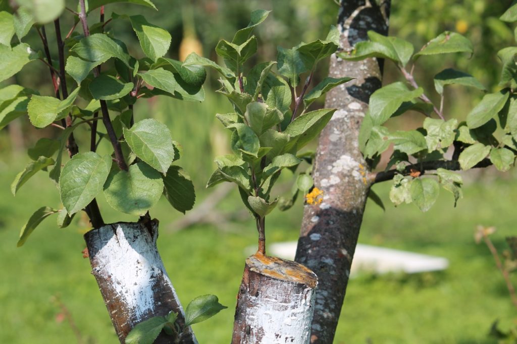 apple tree rootstocks with branches that have been grafted