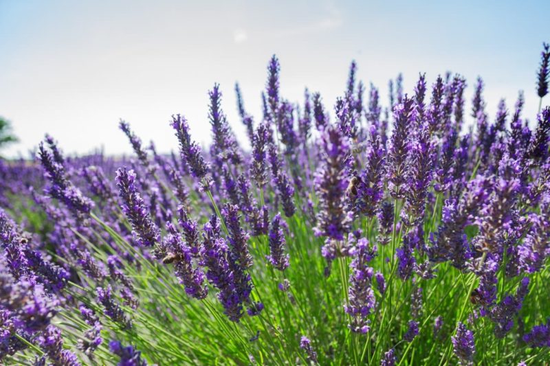Lavender Winter Care Guidelines Horticulture Magazine
