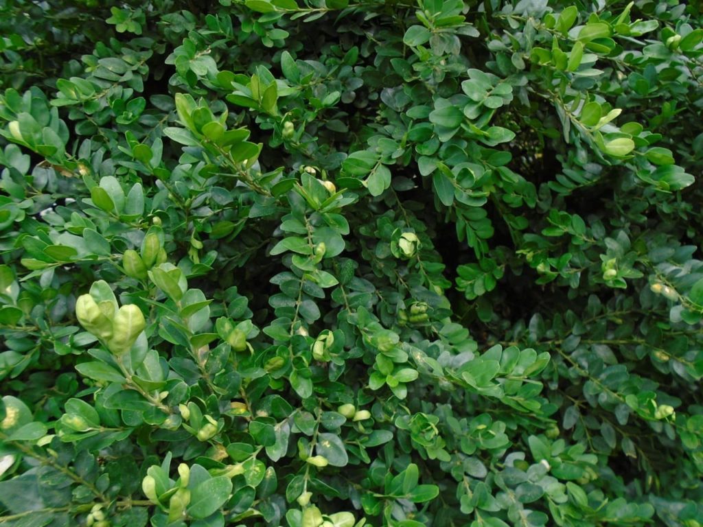 close-up of the ovate leaves from a Buxus sempervirens shrub growing in a natural form