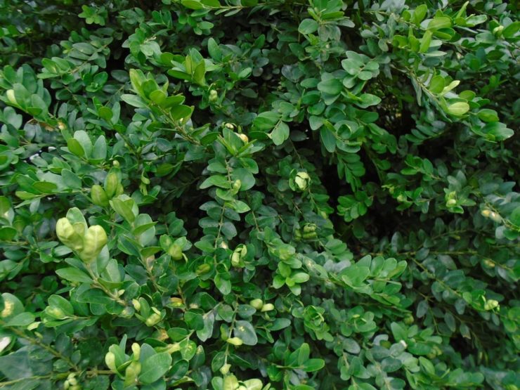 How & When To Feed Buxus (Box) Horticulture.co.uk